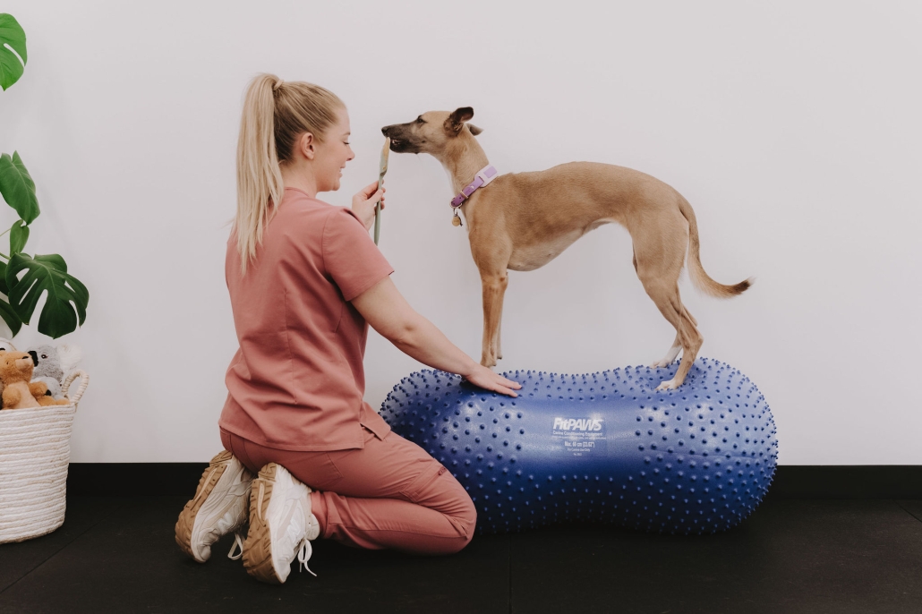 Canine Rehabilitation Seymour