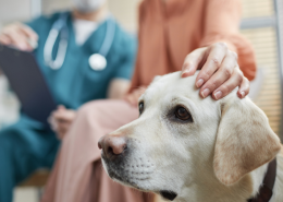 Canine Osteoarthritis Early detection helps