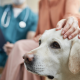 Canine Osteoarthritis Early detection helps