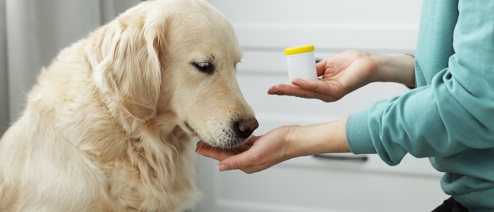 Canine rehabilitation on medication