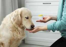 Canine rehabilitation on medication