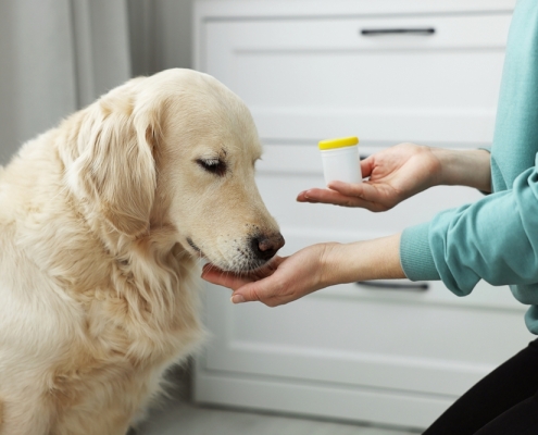 Canine rehabilitation on medication