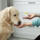 Canine rehabilitation on medication