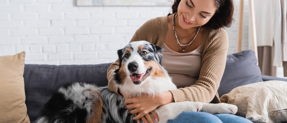 Vasectomy for Dogs Seymour Vic