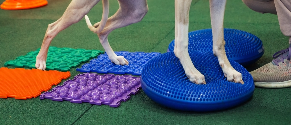 Prehabilitation for Dogs The Dog Mobility Clinic