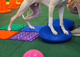 Prehabilitation for Dogs The Dog Mobility Clinic