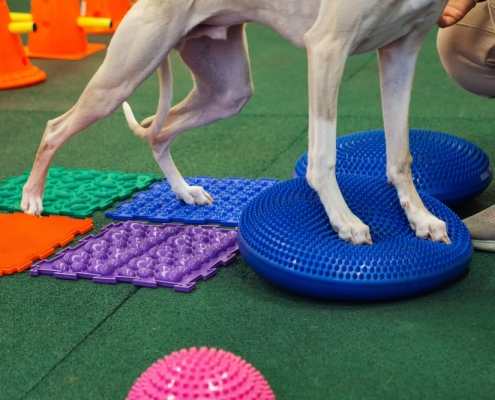 Prehabilitation for Dogs The Dog Mobility Clinic