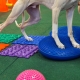 Prehabilitation for Dogs The Dog Mobility Clinic