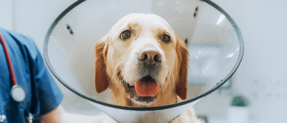 Post Cruciate Surgery Rehabilitation