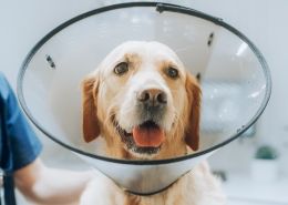 Post Cruciate Surgery Rehabilitation