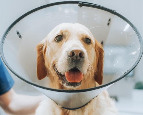 Post Cruciate Surgery Rehabilitation