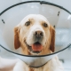 Post Cruciate Surgery Rehabilitation