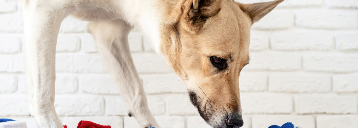 dog arthritis quality of life