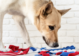 dog arthritis quality of life