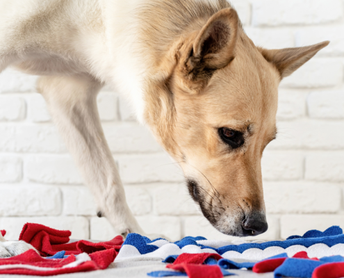 dog arthritis quality of life
