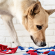 dog arthritis quality of life