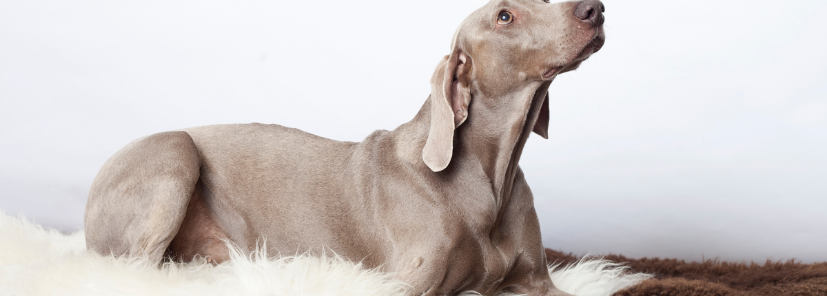 Dog with medial shoulder instability sitting on a mat to prevent slipping on hard floor