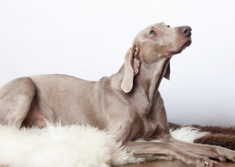 Dog with medial shoulder instability sitting on a mat to prevent slipping on hard floor