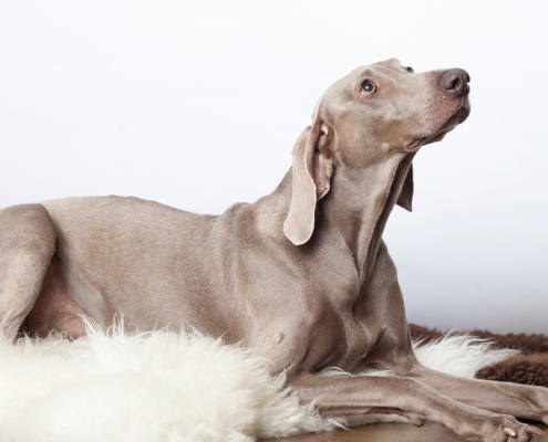 Dog with medial shoulder instability sitting on a mat to prevent slipping on hard floor