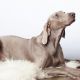 Dog with medial shoulder instability sitting on a mat to prevent slipping on hard floor
