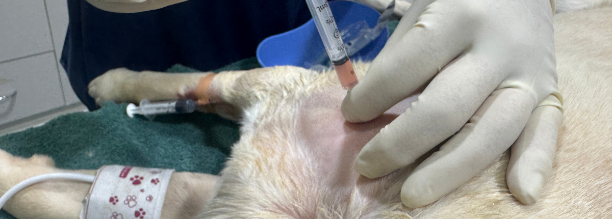 Help your dog recover naturally with PRP therapy