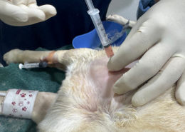 Help your dog recover naturally with PRP therapy