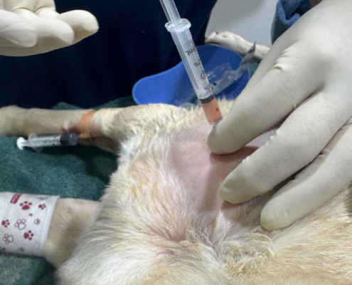 Help your dog recover naturally with PRP therapy