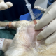 Help your dog recover naturally with PRP therapy