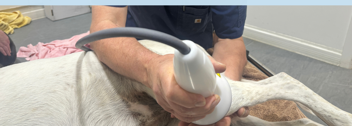 Veterinary Shockwave for dogs Veterinary Shockwave for Arthritis in Dogs