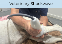 Veterinary Shockwave for Arthritis in Dogs