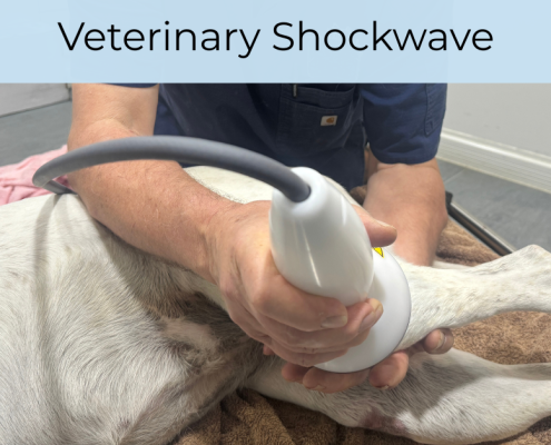 Veterinary Shockwave for Arthritis in Dogs