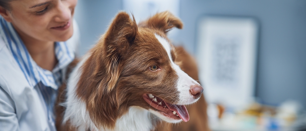 How a rehab vet is different to a GP vet