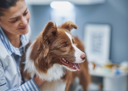 How a rehab vet is different to a GP vet