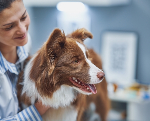 How a rehab vet is different to a GP vet
