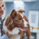 How a rehab vet is different to a GP vet