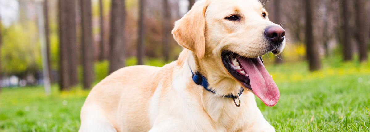 prevent cruciate injury in dogs other leg