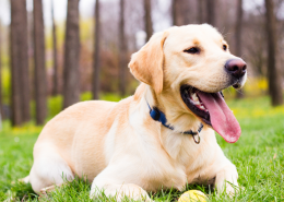 prevent cruciate injury in dogs other leg