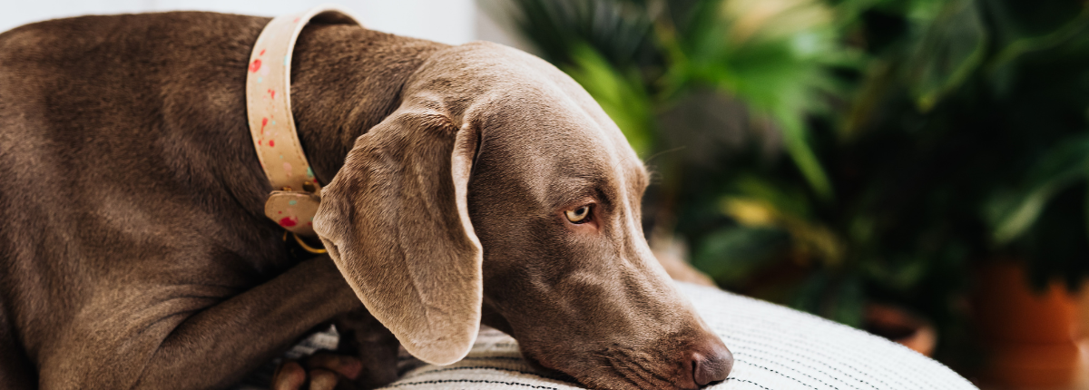 rehabilitation recovery for dogs