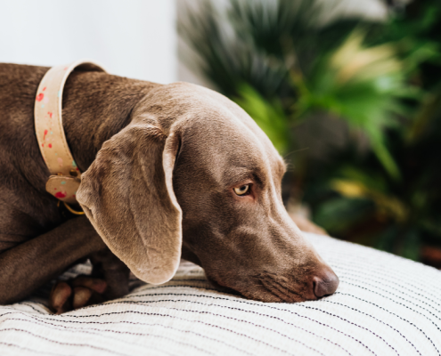 rehabilitation recovery for dogs