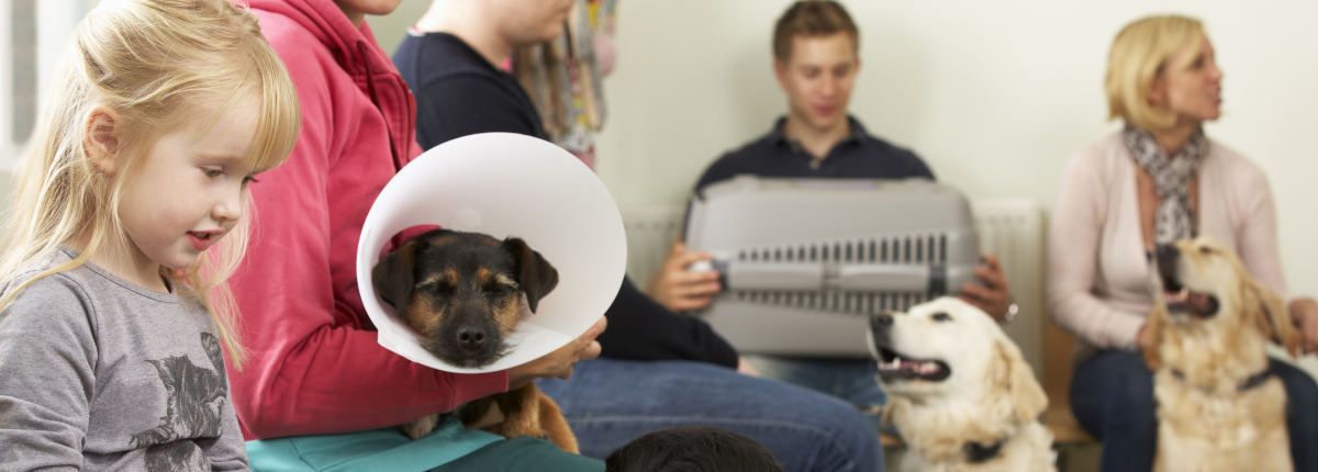 Your Dog's Arthritis Needs More Than a 10-Minute Vet Consult