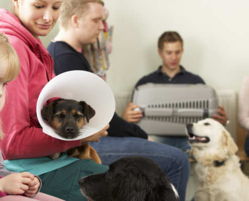 Your Dog's Arthritis Needs More Than a 10-Minute Vet Consult