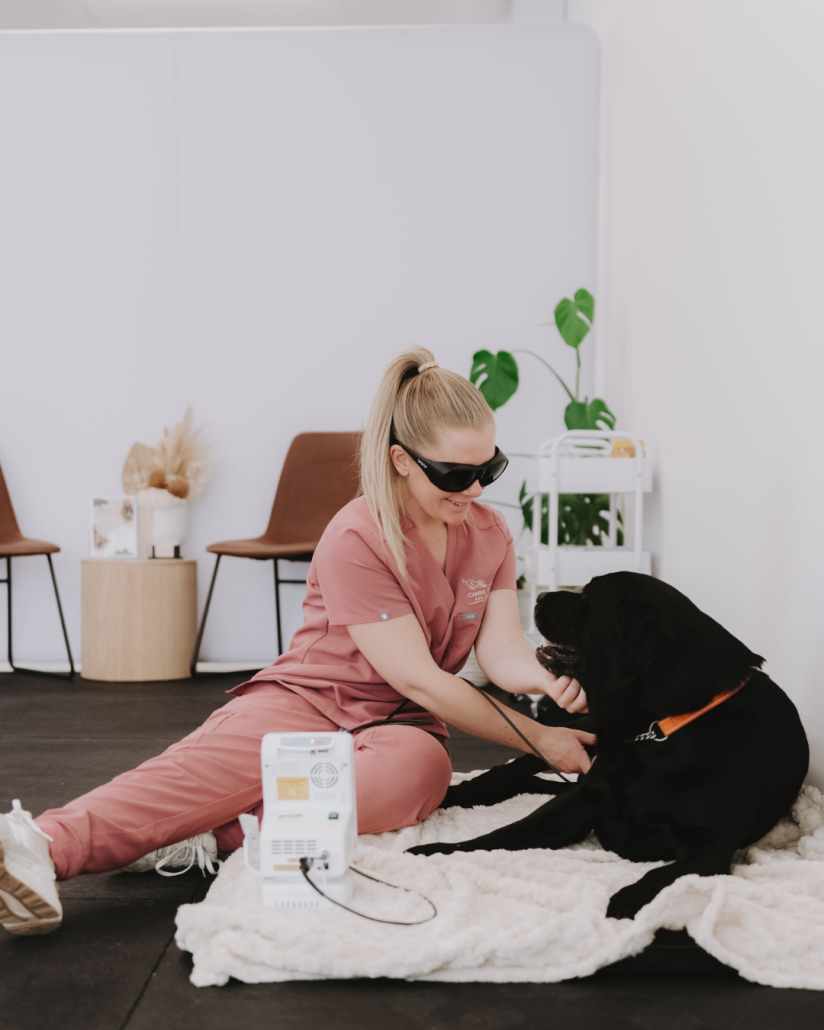 Canine Rehabilitation Therapist